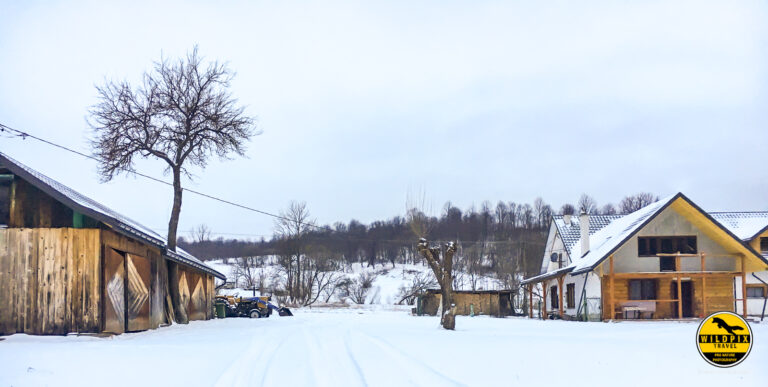 Wildpix_Wolven_SETTING_©_Martin_Steenhaut-10