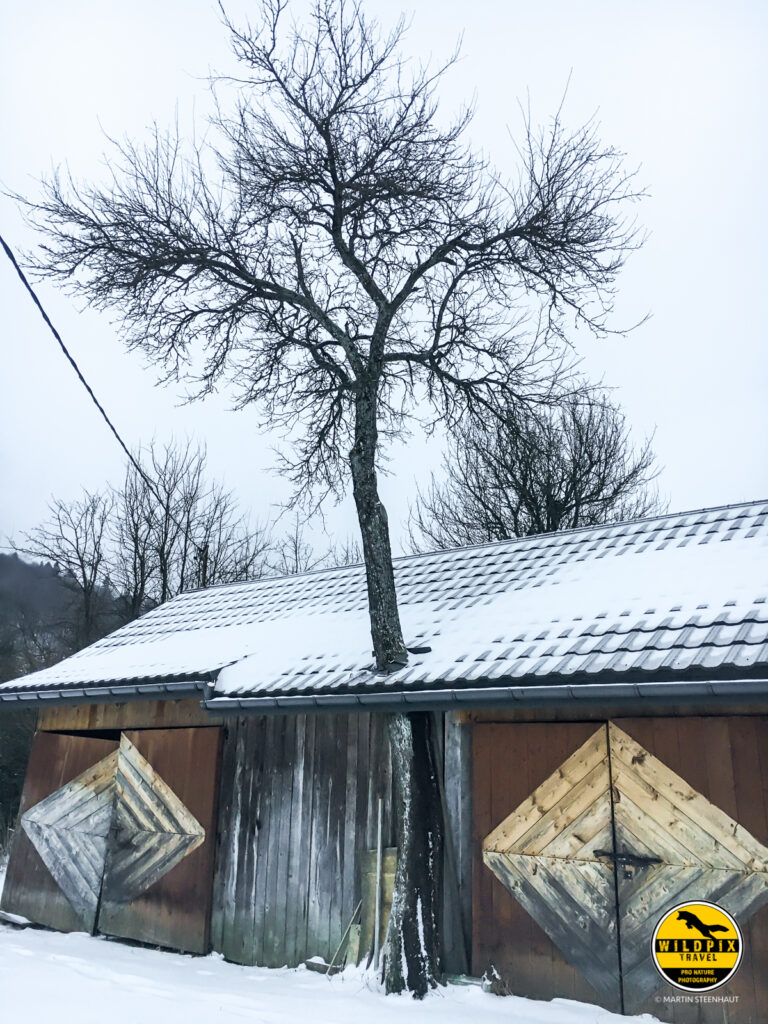 Wildpix_Wolven_SETTING_©_Martin_Steenhaut-13