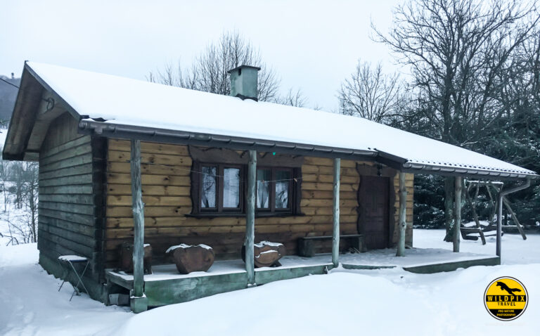 Wildpix_Wolven_SETTING_©_Martin_Steenhaut-14