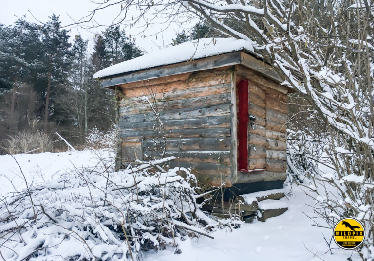 Wildpix_Wolven_SETTING_©_Martin_Steenhaut-15