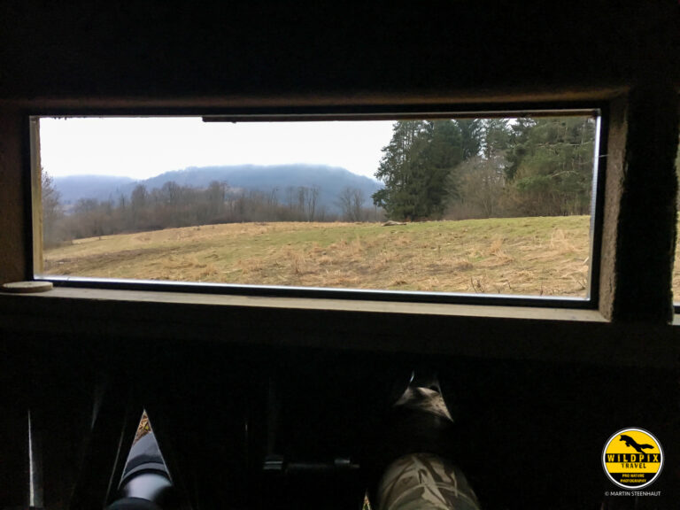 Wildpix_Wolven_SETTING_©_Martin_Steenhaut-2