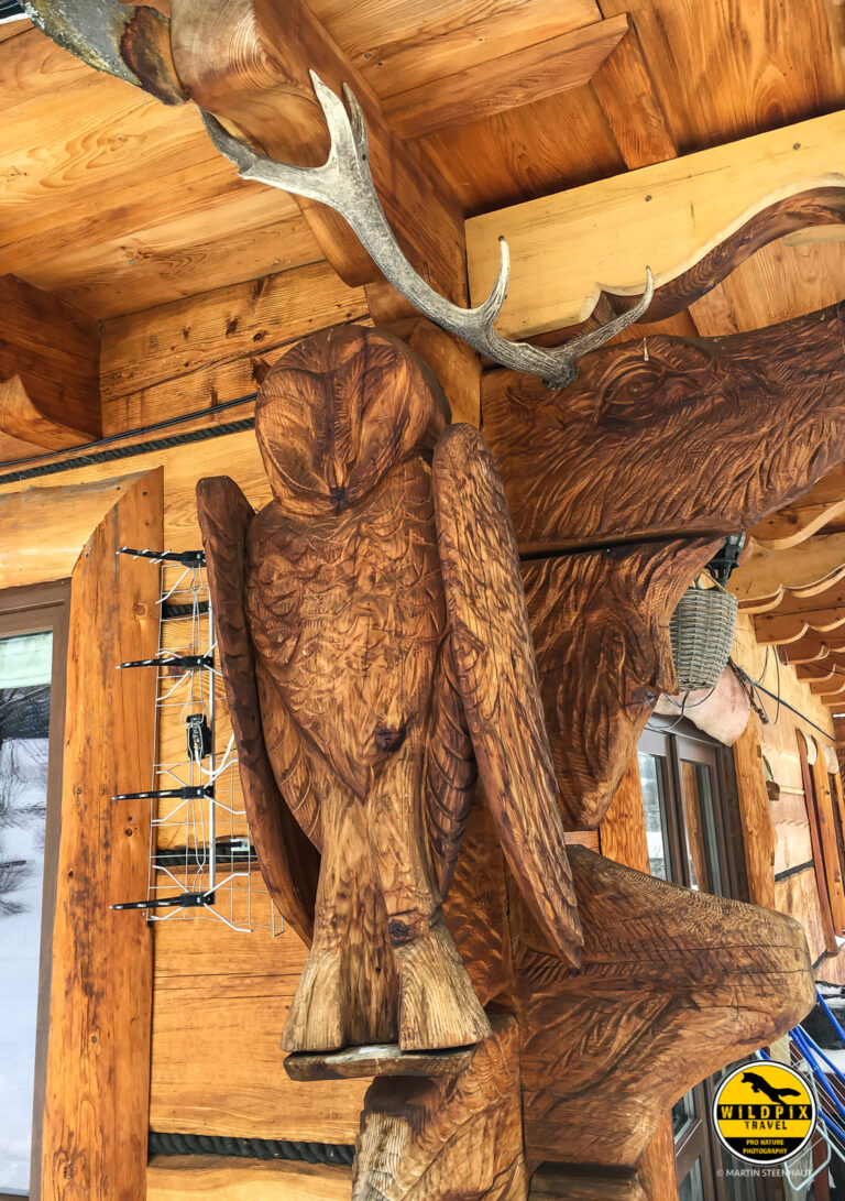 Wildpix_Wolven_SETTING_©_Martin_Steenhaut-21