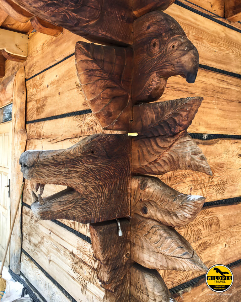 Wildpix_Wolven_SETTING_©_Martin_Steenhaut-22