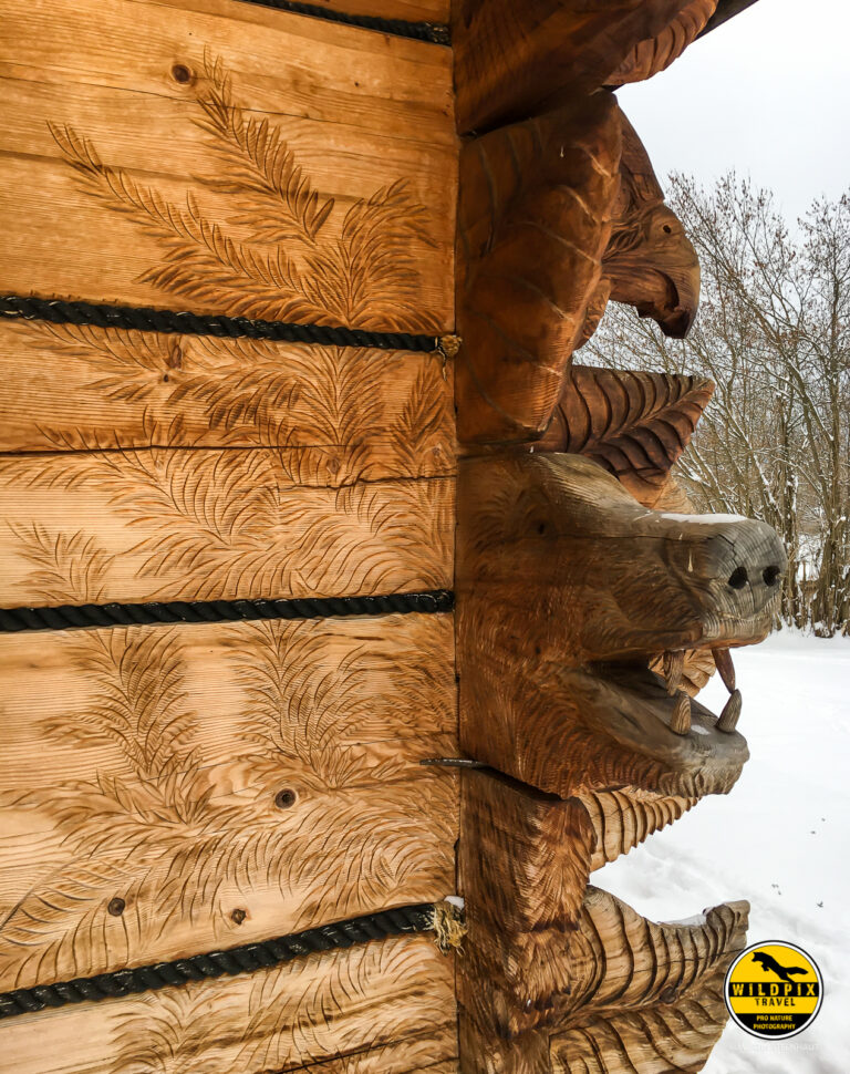 Wildpix_Wolven_SETTING_©_Martin_Steenhaut-24