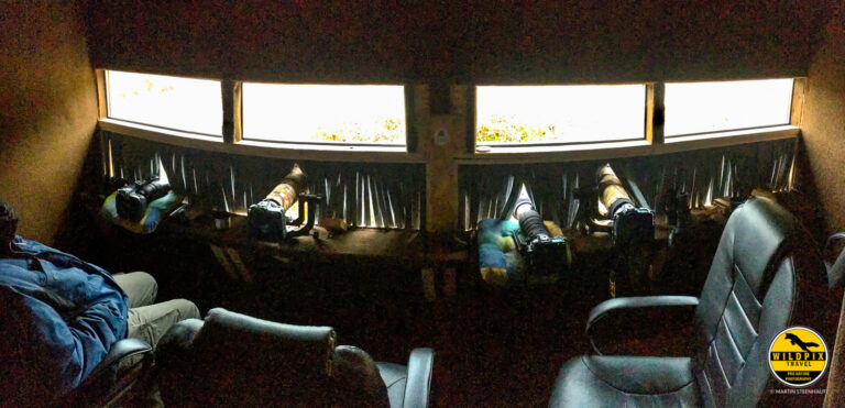 Wildpix_Wolven_SETTING_©_Martin_Steenhaut-4