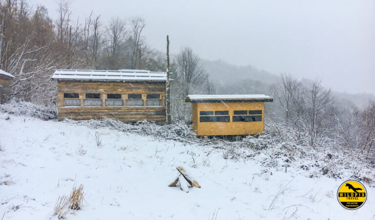 Wildpix_Wolven_SETTING_©_Martin_Steenhaut-6