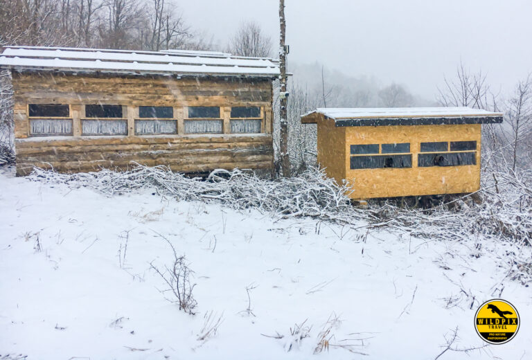 Wildpix_Wolven_SETTING_©_Martin_Steenhaut-7