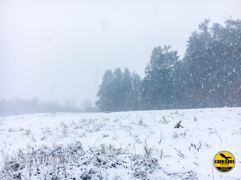 Wildpix_Wolven_SETTING_©_Martin_Steenhaut-8