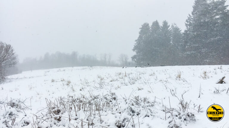 Wildpix_Wolven_SETTING_©_Martin_Steenhaut-9