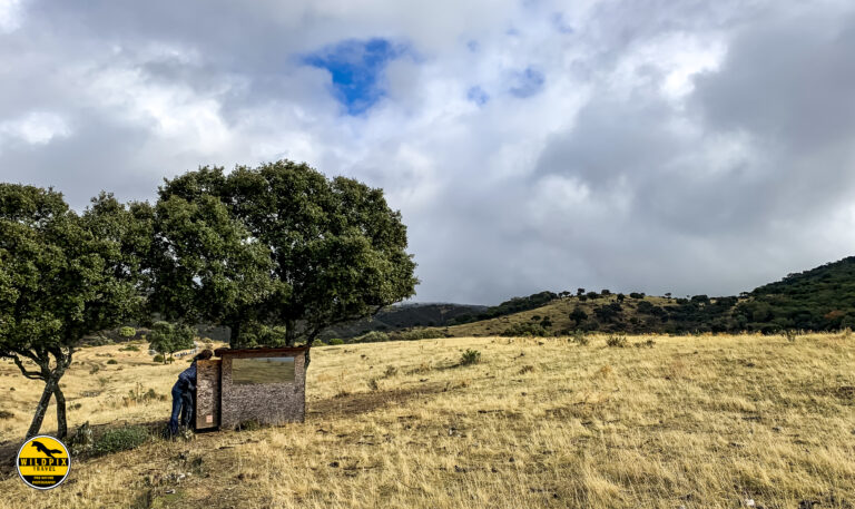 Lynx Andujar hides 2019 © Wildpix-103