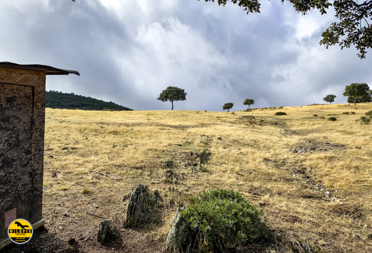 Lynx Andujar hides 2019 © Wildpix-105