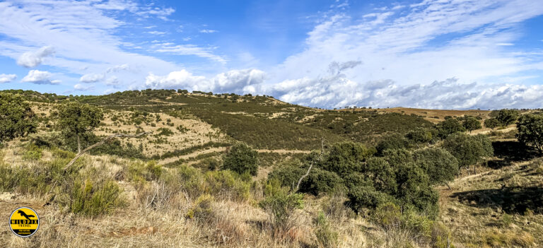 Lynx Andujar hides 2019 © Wildpix-110