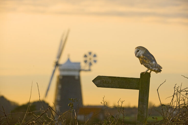 Barn Owl Tyto alba Cley North Norfolk winter