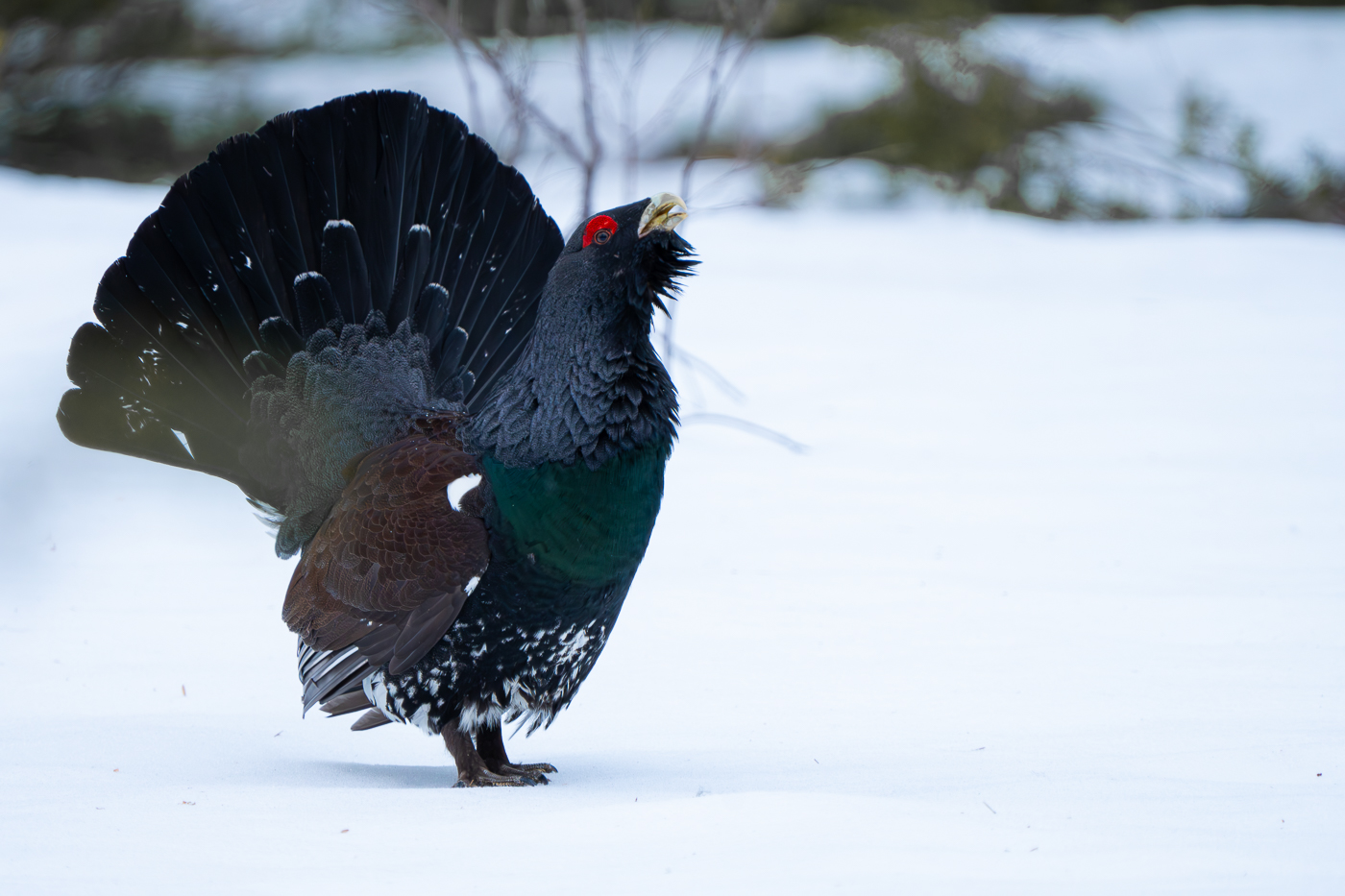 Auerhoen Finland (1) Robin Scholte - RS Photo Art