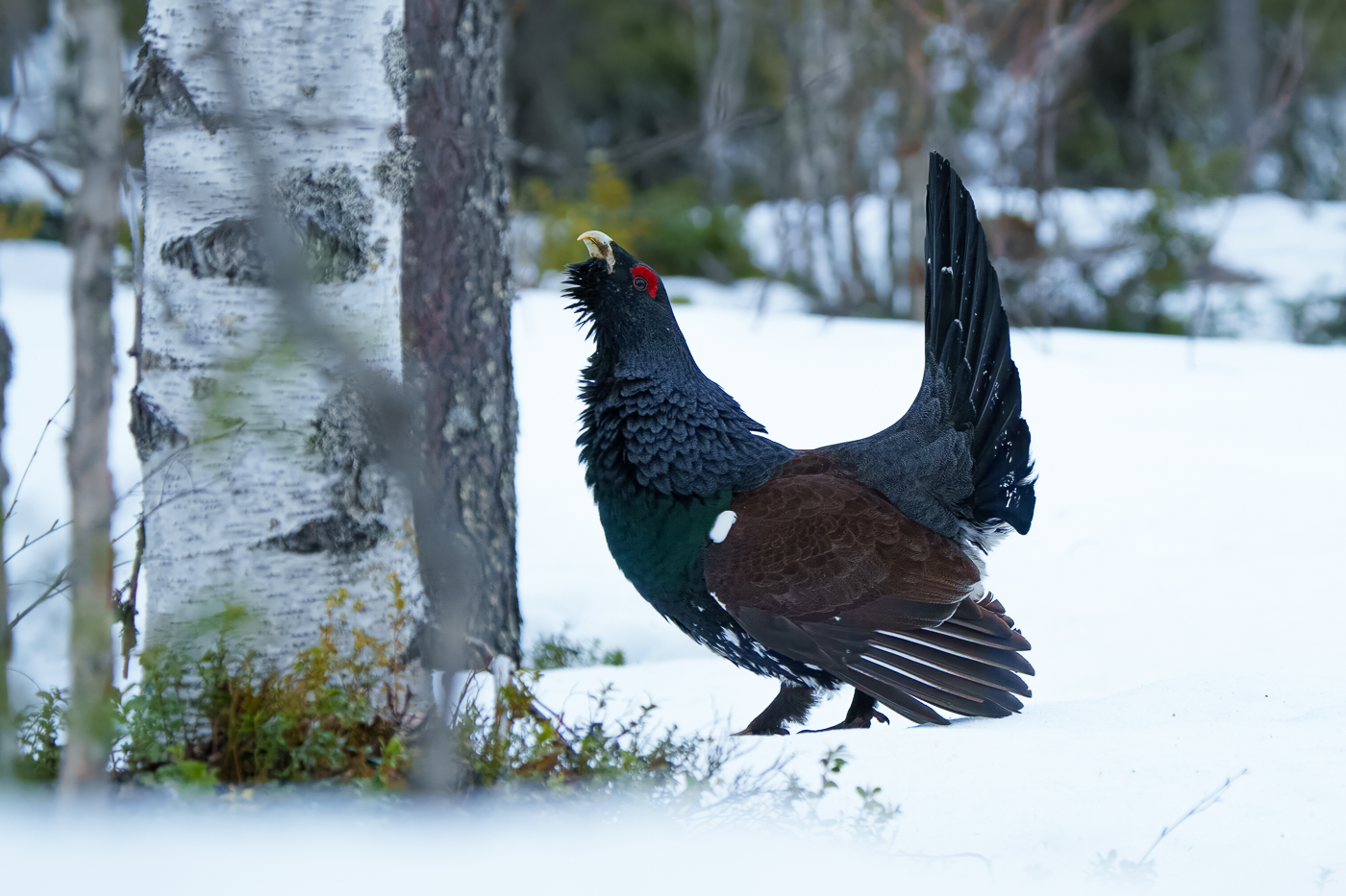 Auerhoen Finland (2) Robin Scholte - RS Photo Art