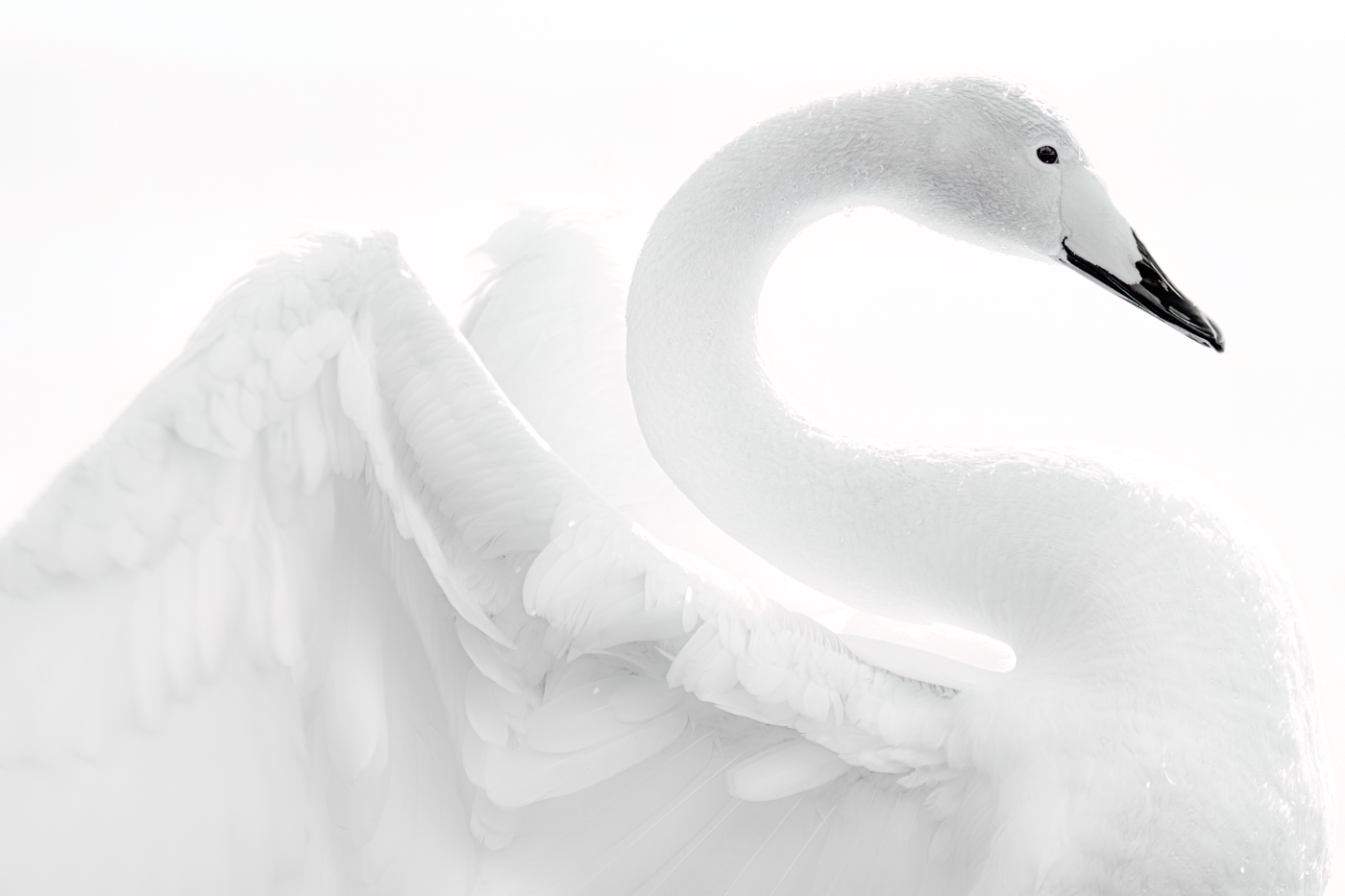 Wilde zwanen Finland (zwart-wit) Robin Scholte - RS Photo Art
