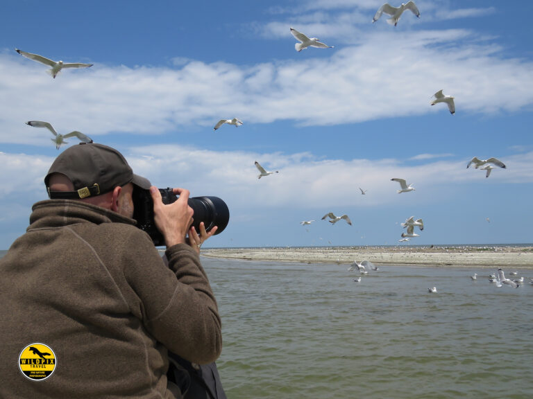 WP - ULTIMA PROMO - WEB1920070