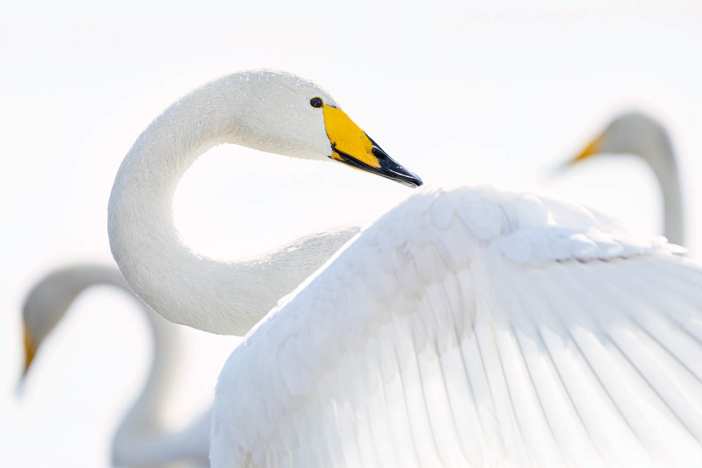 Wilde zwanen Finland (high-key) Robin Scholte - RS Photo Art