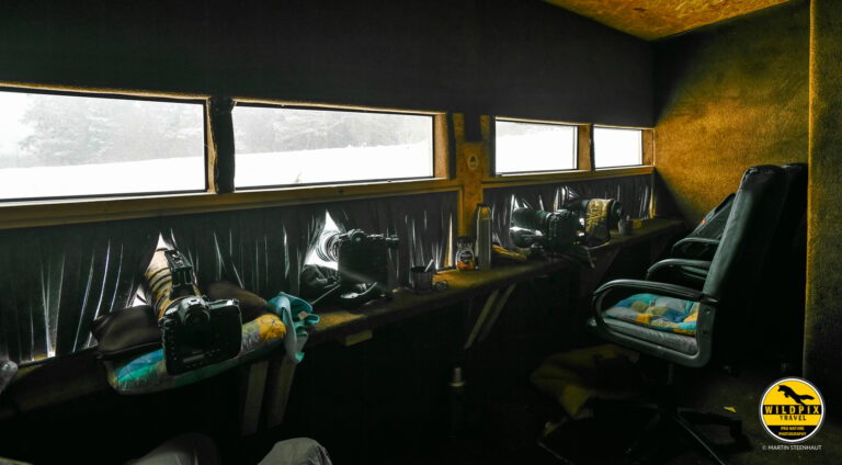 Wildpix Wolven © Martin Steenhaut-354