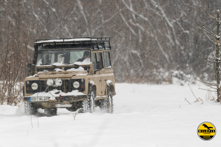 Wildpix Wolven © Martin Steenhaut-355