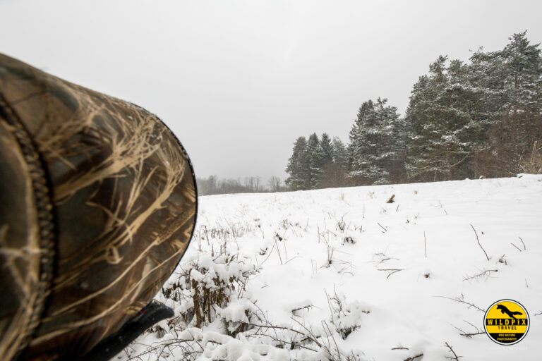 Wildpix Wolven © Martin Steenhaut-421